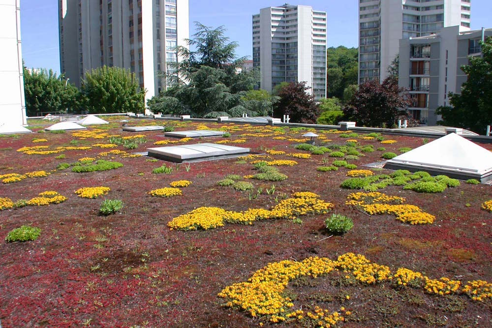 Végétalisation terrasse